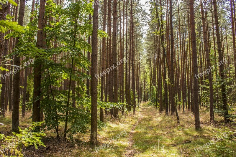 Forest Tree Nature Forests Landscape