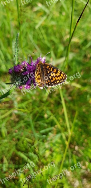 Nature Plant Garden Butterfly Summer