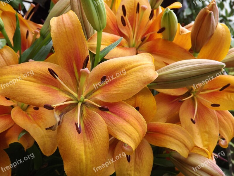 Daylily Lily Bloom Flowers Summer