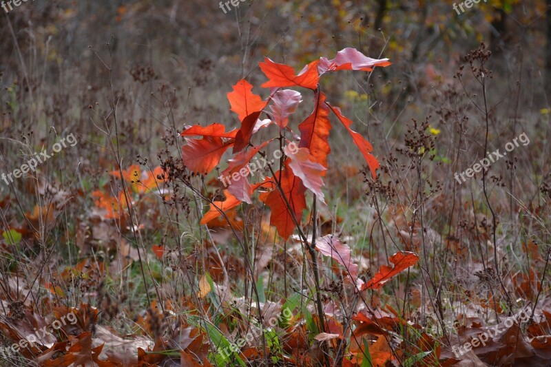 Autumn Sheet Kwintelooijen Veenendaal Rhenen