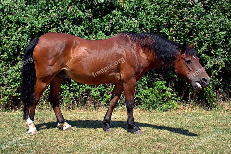 Horse Brown Field Hedge Grass