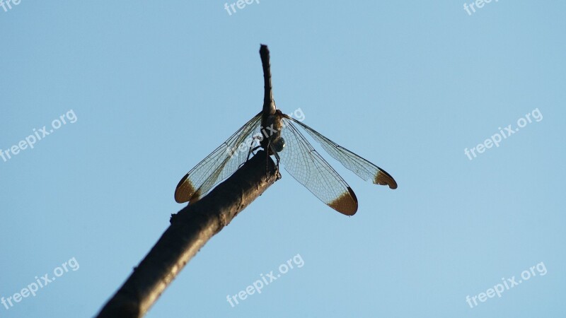 Dragonfly Red Dragonfly Autumn Insects Nature