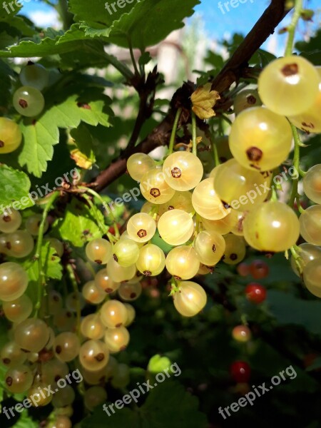 Currant Summer Berry Garden Nutrition