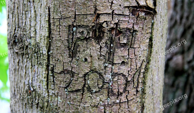 Tree The Bark Model The Inscription Free Photos