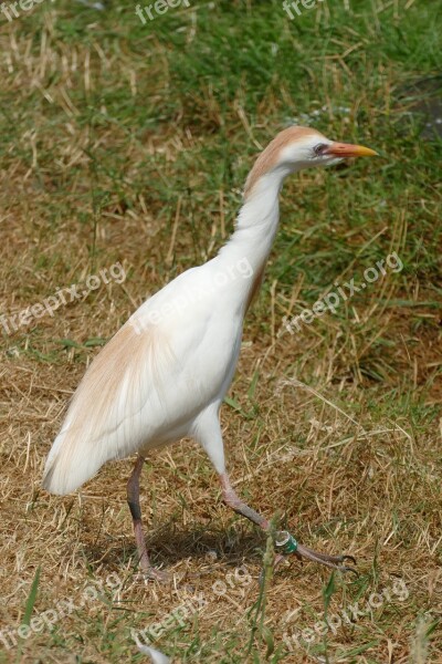 Cattle Egret Ardeola Ibis Ibis Bird Fauna