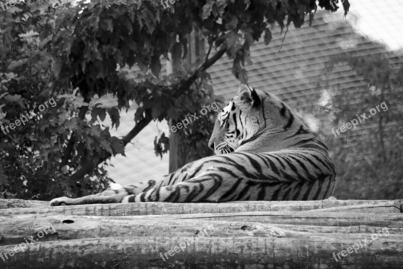 Tiger Zoo Predator Wildcat Majestic