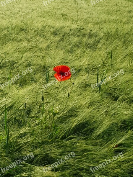 Flower Poppy Cornfield Field Red