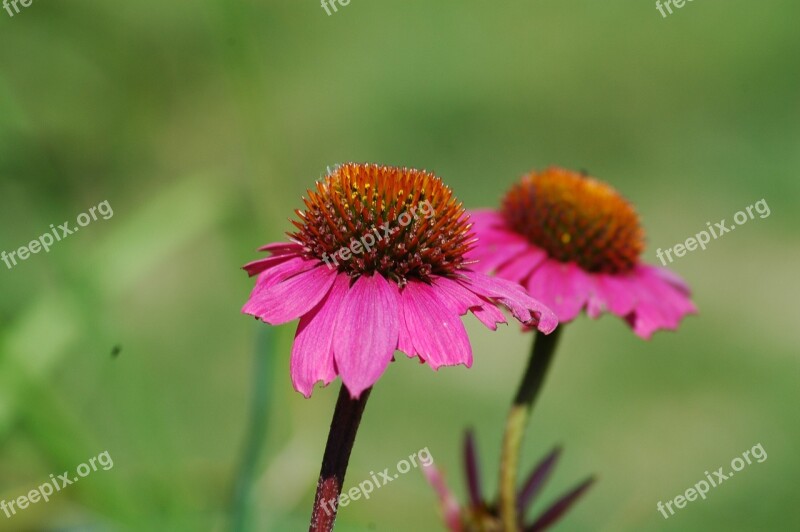 Nature Flower Flora Summer Closeup