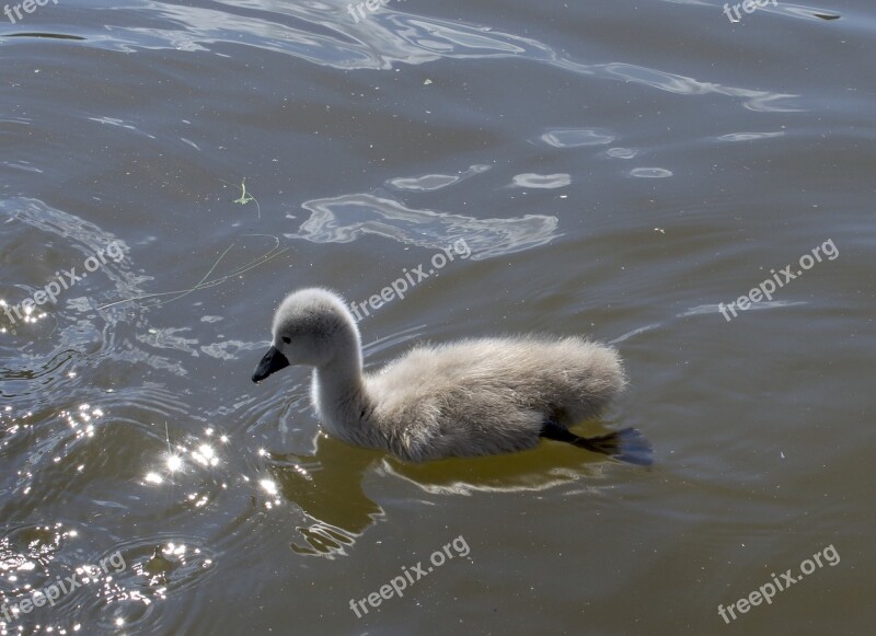 Swan Chicks Ducks Duck Bird Water Bird