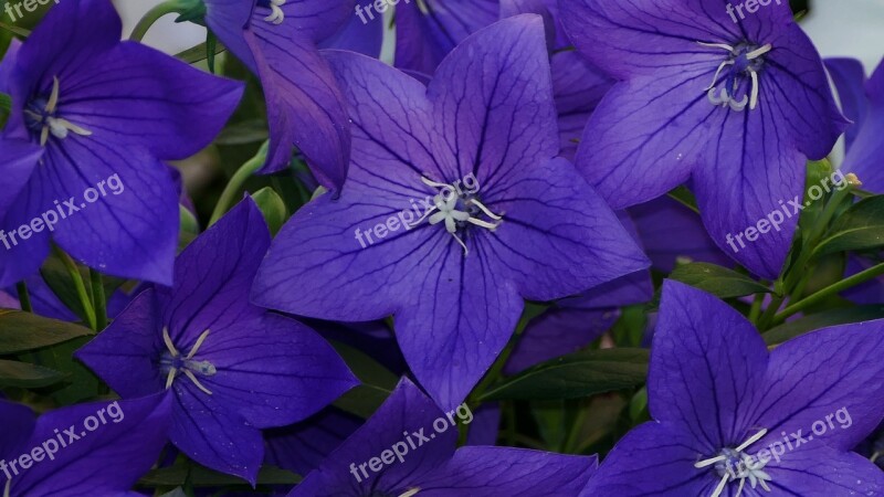 Nature Garden Flowers Blue Violet Sun