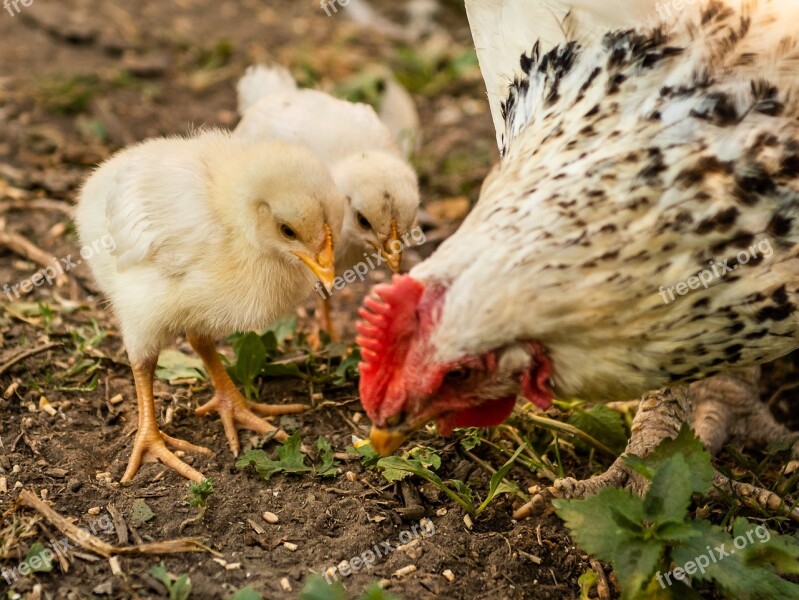 Chickens Chicks Mother Hen Young Animal Spout