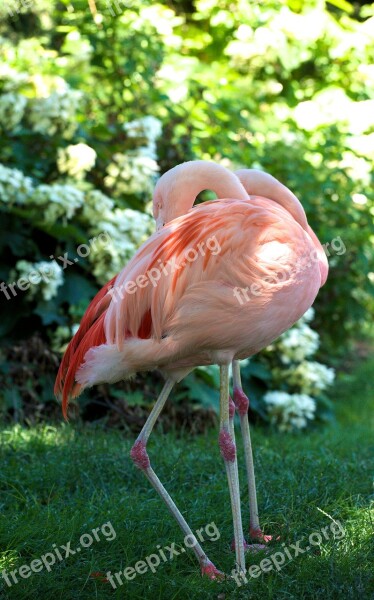 Flamingo Pink Bird Animal Plumage