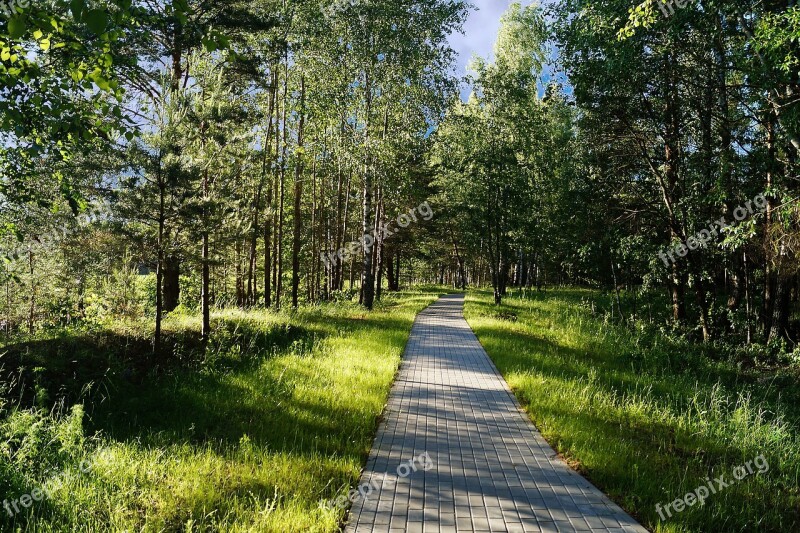 Park Nature In The Summer Of Alley Stroll