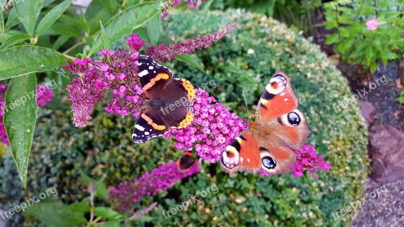 Butterfly Nature Insect Flower In The Free