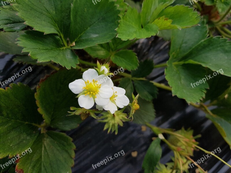 Strawberry Flowers Nature Plants Spring