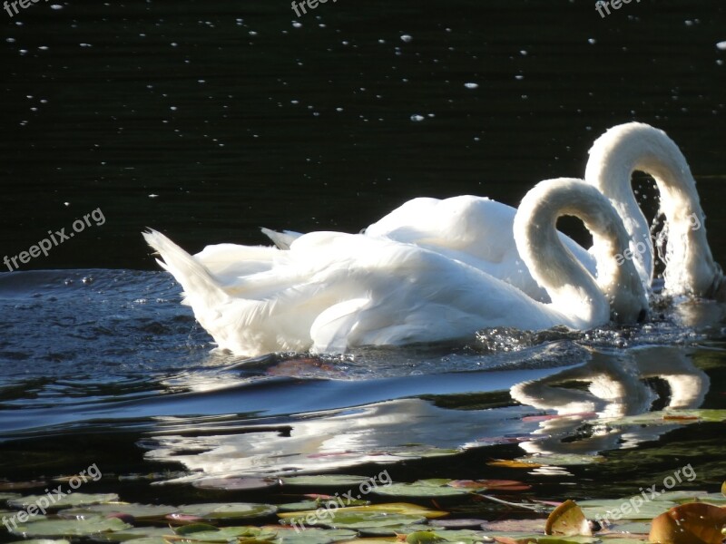 Swan Headless Waldsee Swans Free Photos