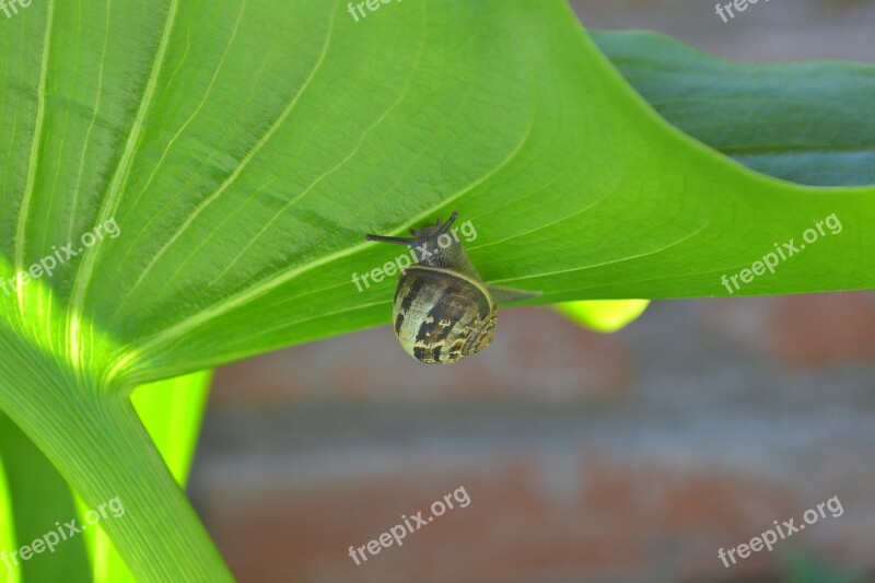 Snail Molluscum Leaf Nature Garden