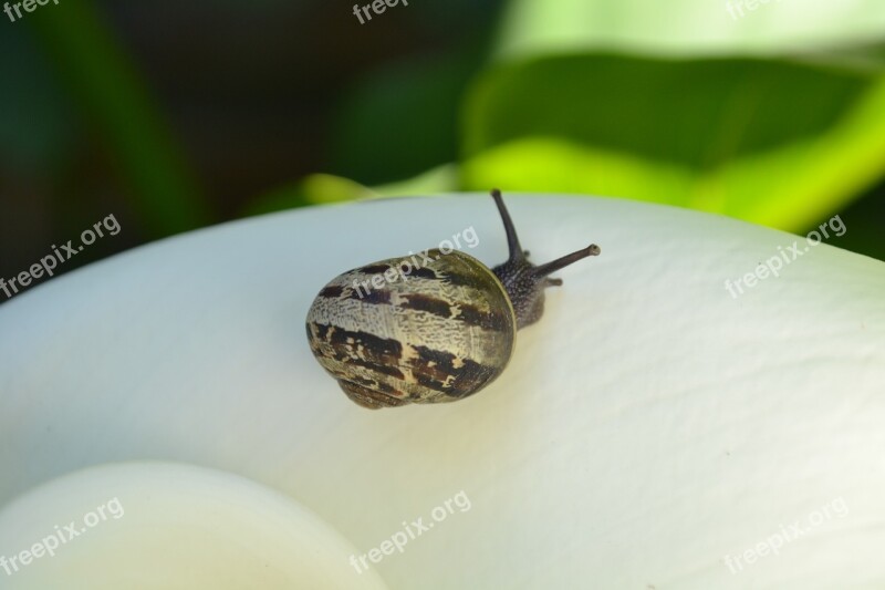 Snail Flower Animal Molluscum Nature