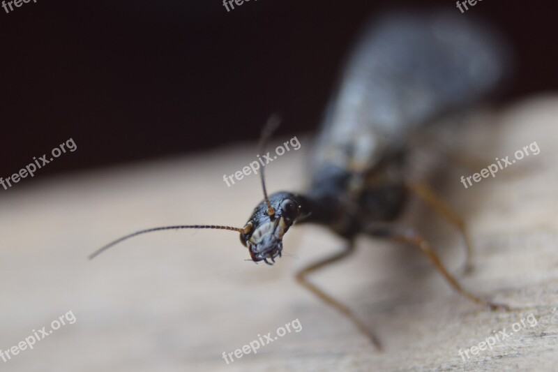 Ant Insect Macro Nature Close Up