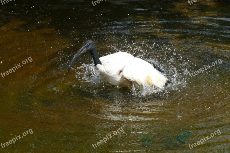 Ibis Sacred Ibis Threskiornis Aethiopicus Nijlreiger Nijlvogel