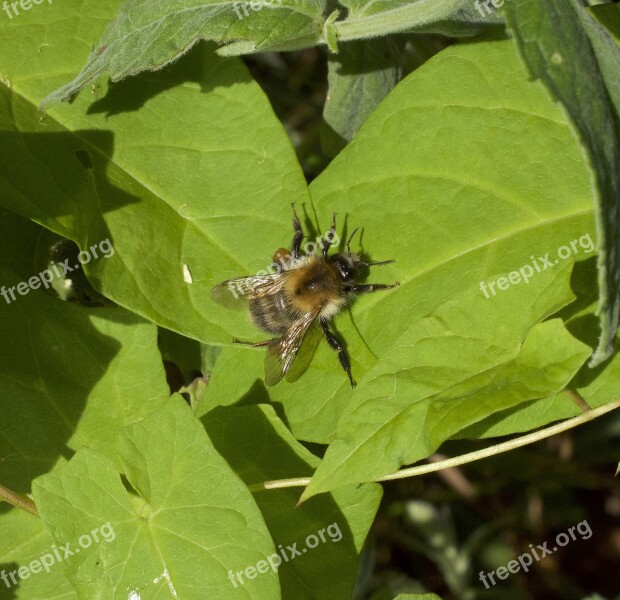 Hummel Bombus Flight Insect Macro Close Up