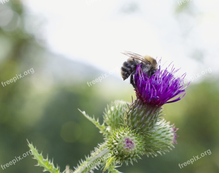 Hummel Bombus Thistle Milk Thistle Flight Insect