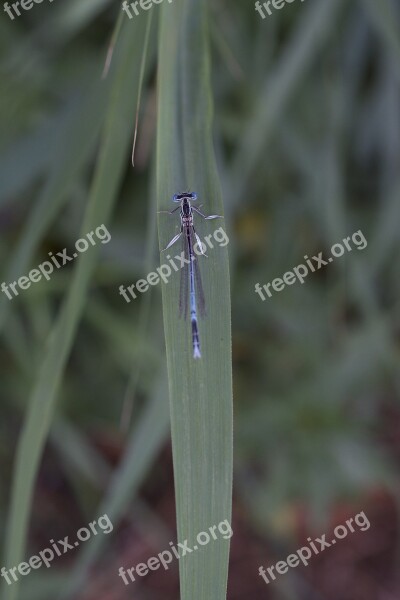 Horseshoe-azure Bridesmaid Dragonfly Blue Dragonfly Reed Insect Spring Dragonfly