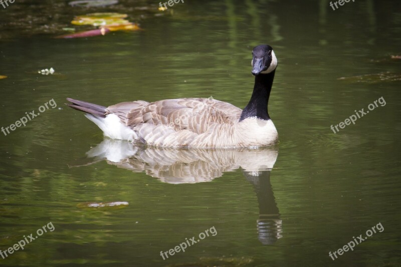 Waterfowl Boise Idaho Kathryn Albertson Park Goose