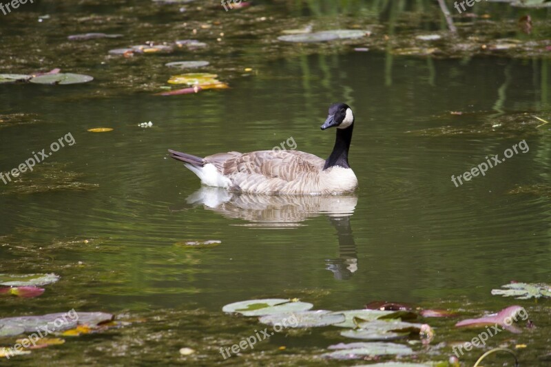 Waterfowl Boise Idaho Kathryn Albertson Park Goose