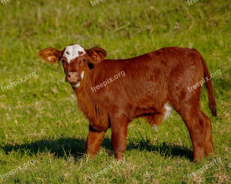 Calf Cattle Stock Brown White