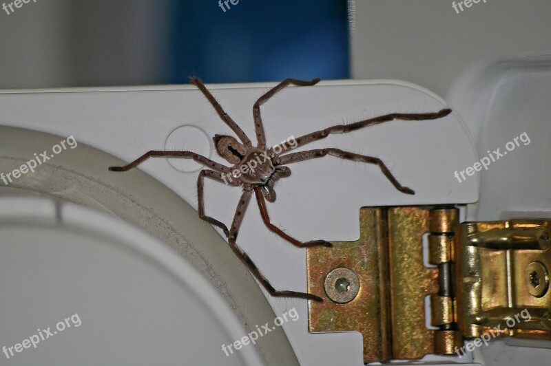 Huntsman Spider Spider Large Brown Hairy