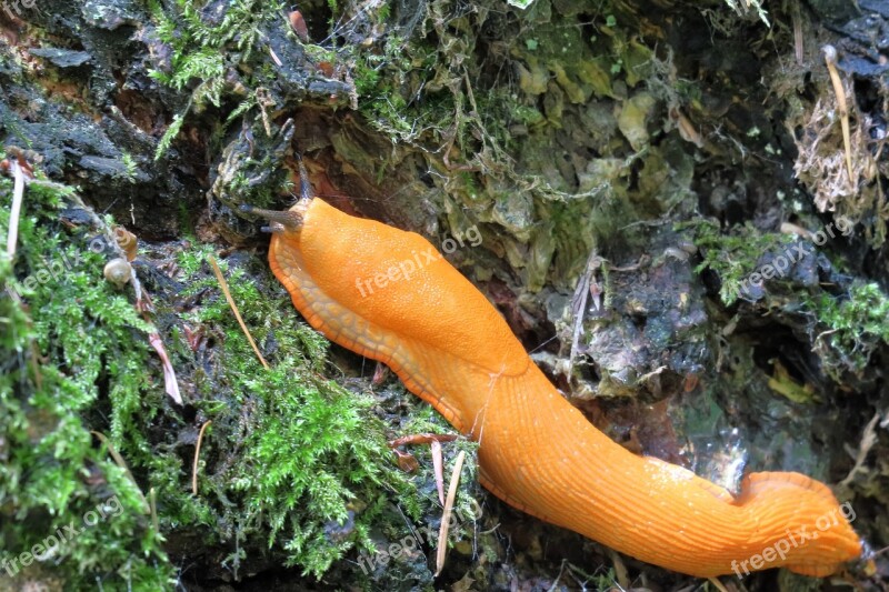 Slug Snail Mollusk Crawl Orange