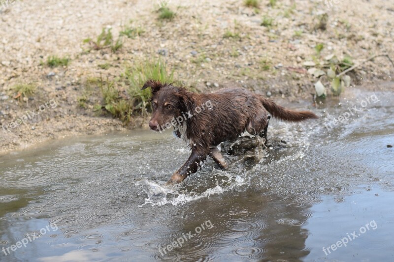 Water Australian Shepherd Dog Wet Cooling