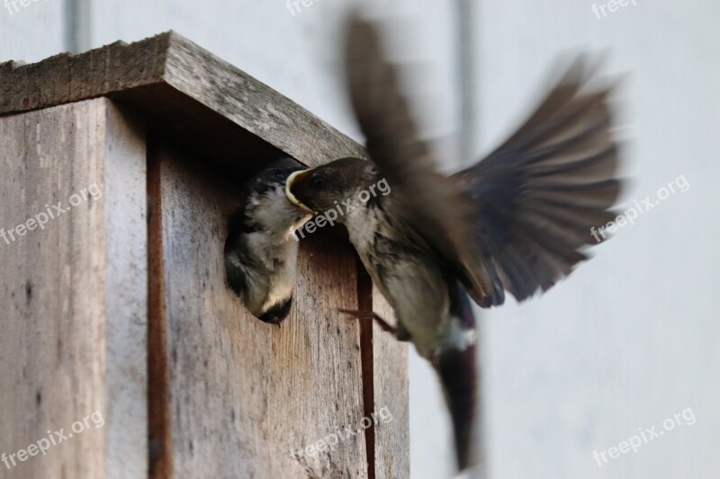 Birdhouse Bird Feeding Young Feather