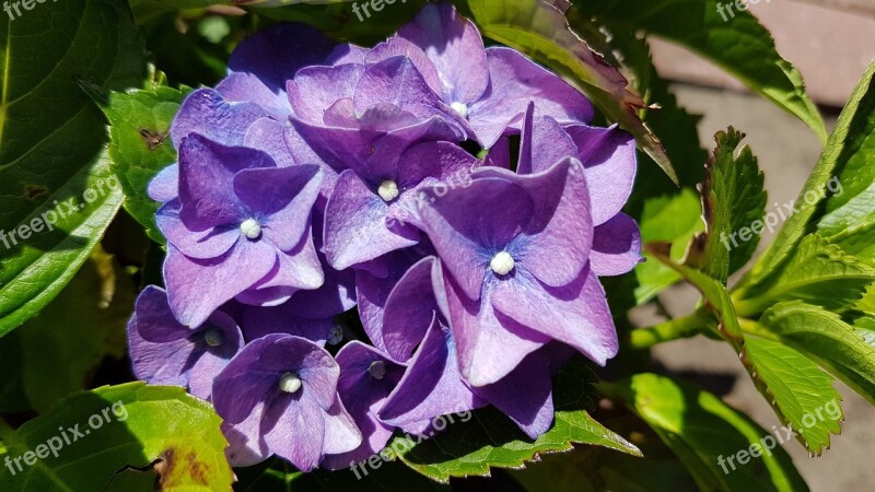 Hydrangea Blossom Bloom Flower Plant