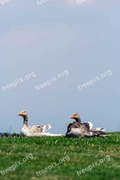 Nature Meadow Grass Green Ducks