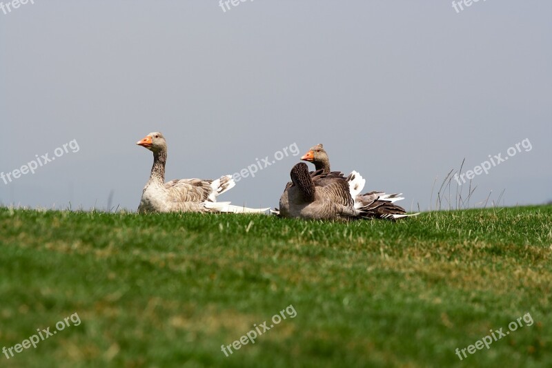 Nature Meadow Grass Green Ducks