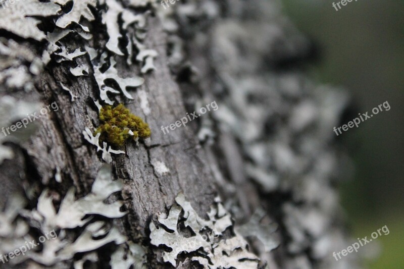 Tree Moss Lichen Nature Forest