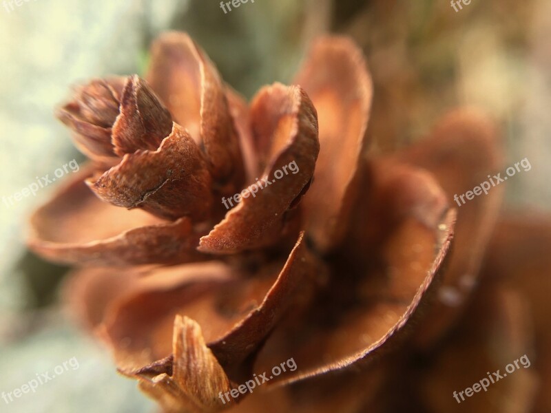 Pinecone Cone Nature Conifer Free Photos