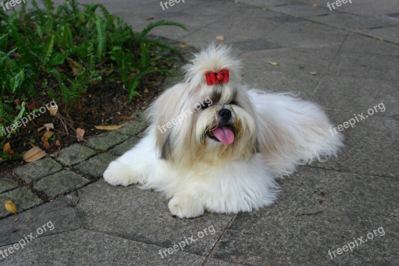 Puppy Dog Pet Shihtzu Canine