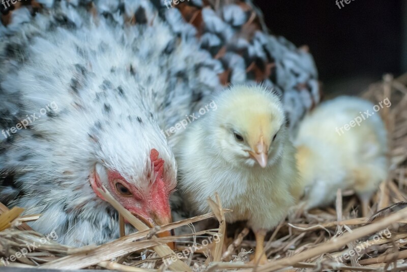 Hen Pekin Thousand Flower Animal