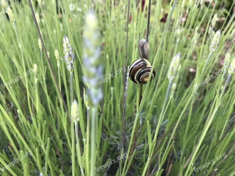 Nature Snail Tiny Outdoors Green