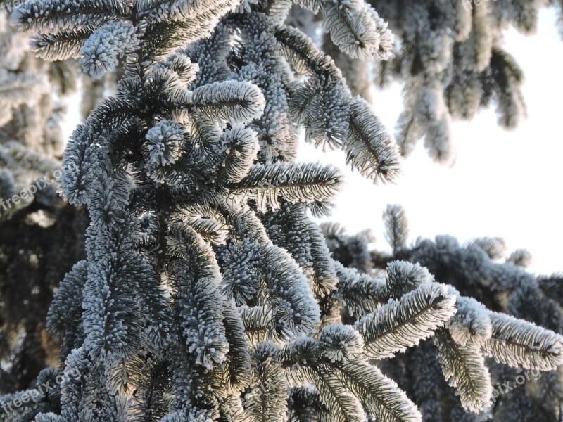 Winter Fir Tree Christmas Snow Wintry