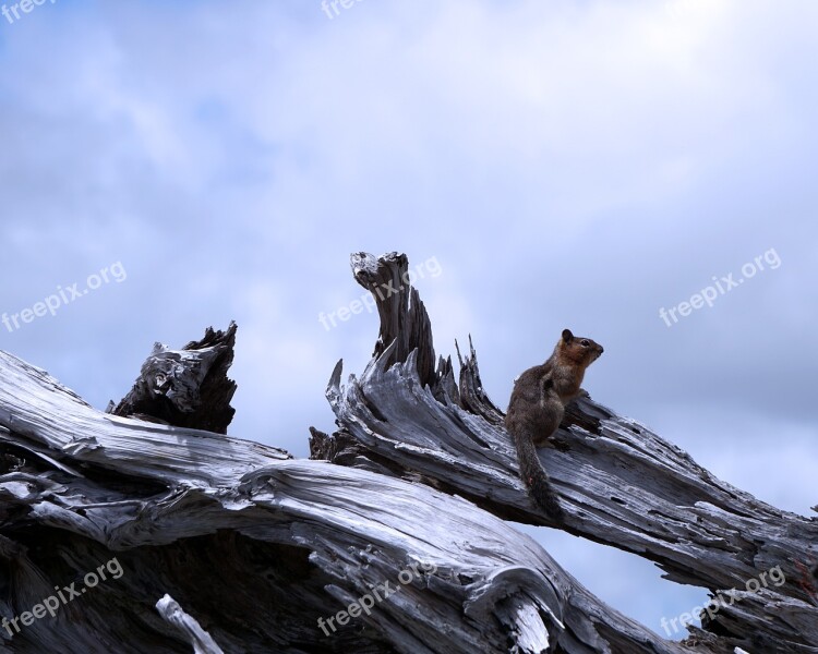 Chipmunk Nature Wildlife Animal Cute