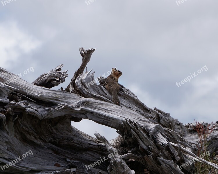 Chipmunk Wildlife Nature Outdoor Free Photos