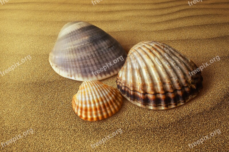 Shells Clam Molluscum Shell Sand