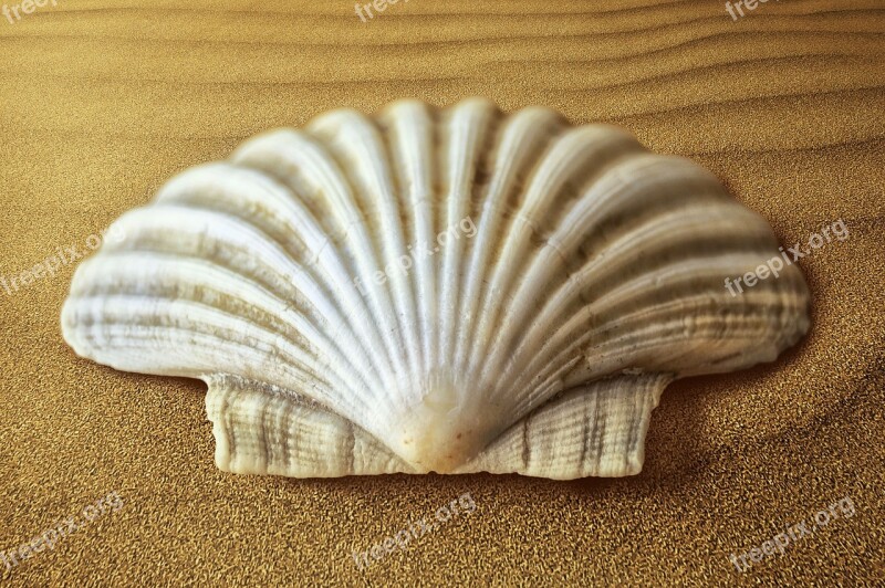 Shell Oyster Molluscum Sand Seafood