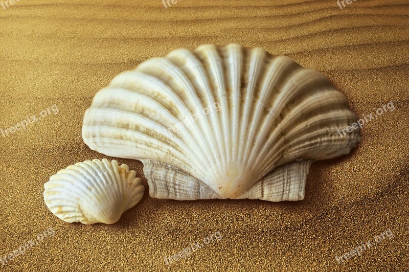 Shells Oyster Molluscum Sand Seafood