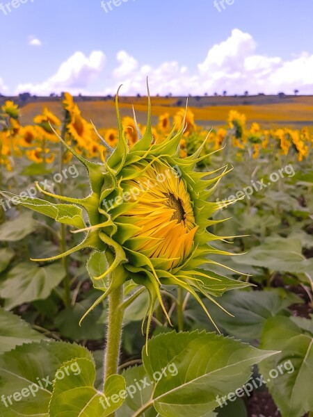 Sunflowers Cloud Yellow Free Photos