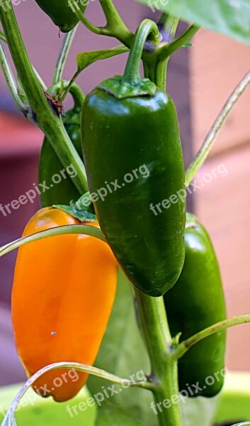 Paprika Yellow Green Vegetables Healthy